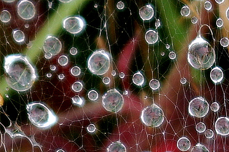 drops on the web
